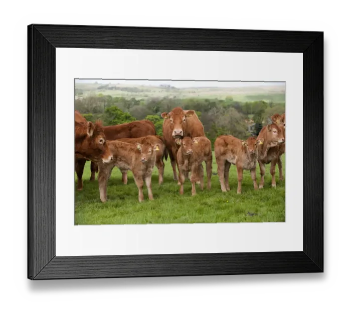 Framed Print : Domestic Cattle, Limousin, cows with calves, herd standing in pasture on hill farm, Lancashire, England, may Framed Print : Domestic Cattle, Limousin, cows with calves, herd standing in pasture on hill farm, Lancashire, England, may