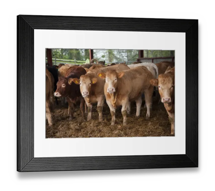 Framed Print : Domestic Cattle, beef herd, standing in straw feeding yards, Perth, Perthshire, Scotland, november Framed Print : Domestic Cattle, beef herd, standing in straw feeding yards, Perth, Perthshire, Scotland, november