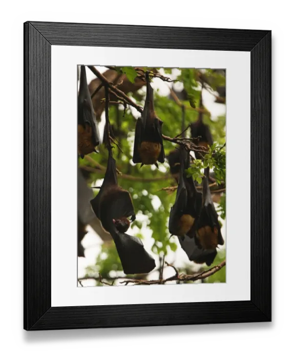 Framed Print : Indian Flying Fox (Pteropus giganteus) adult, grooming wing, with colony roosting in tree, Sri Lanka, december
