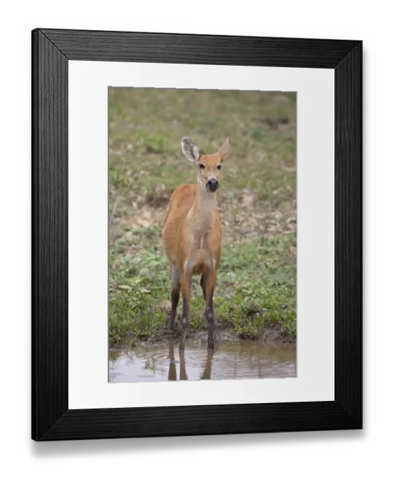 Framed Print : Marsh Deer (Blastocerus dichotomus) adult female, standing at waterhole, Pantanal, Mato Grosso, Brazil Framed Print : Marsh Deer (Blastocerus dichotomus) adult female, standing at waterhole, Pantanal, Mato Grosso, Brazil