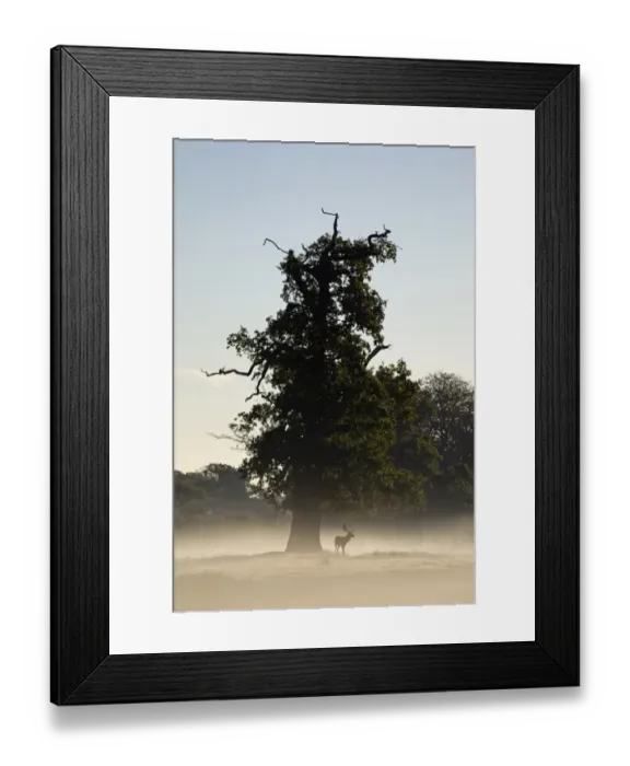 Framed Print : Fallow Deer (Dama dama) buck, standing under oak tree on misty dawn during rutting season, Helmingham Hall Deer Park, Suffolk, England, october Framed Print : Fallow Deer (Dama dama) buck, standing under oak tree on misty dawn during rutting season, Helmingham Hall Deer Park, Suffolk, England, october