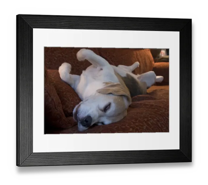 Framed Print : Domestic Dog, Beagle, elderly adult, sleeping on sofa, England Framed Print : Domestic Dog, Beagle, elderly adult, sleeping on sofa, England