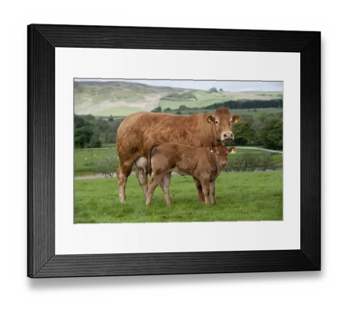 Framed Print : Domestic Cattle, Limousin, cow with calf, standing in pasture on hill farm, Lancashire, England, may Framed Print : Domestic Cattle, Limousin, cow with calf, standing in pasture on hill farm, Lancashire, England, may