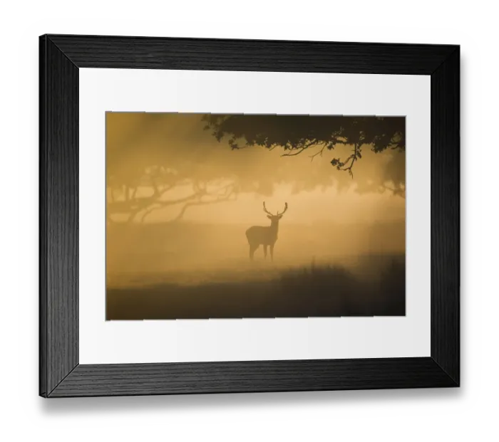 Framed Print : Fallow Deer (Dama dama) buck, silhouetted at dawn during rutting season, Helmingham Hall Deer Park, Suffolk, England, october