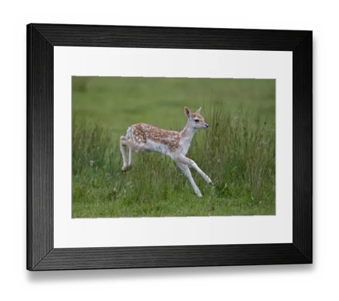 Framed Print : Fallow Deer (Dama dama) fawn, running, Helmingham Hall Deer Park, Suffolk, England, june