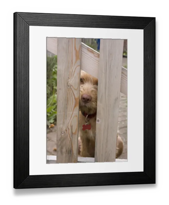 Framed Print : Domestic Dog, Wire-haired Hungarian Vizsla, female puppy, looking through garden gate, England, september Framed Print : Domestic Dog, Wire-haired Hungarian Vizsla, female puppy, looking through garden gate, England, september