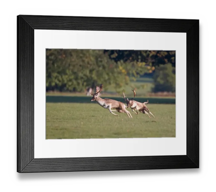 Framed Print : Fallow Deer (Dama dama) two bucks, chasing rival after fighting during rutting season, Suffolk, England, october Framed Print : Fallow Deer (Dama dama) two bucks, chasing rival after fighting during rutting season, Suffolk, England, october