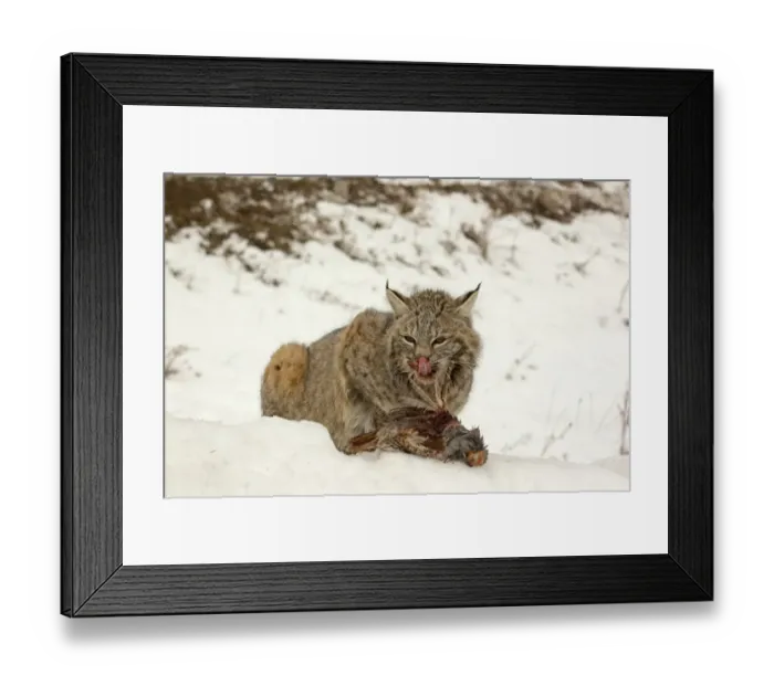 Framed Print : Bobcat (Lynx rufus) adult, feeding on Grey Partridge (Perdix perdix) introduced species, sitting in snow, Montana, U. S. A. january (captive)