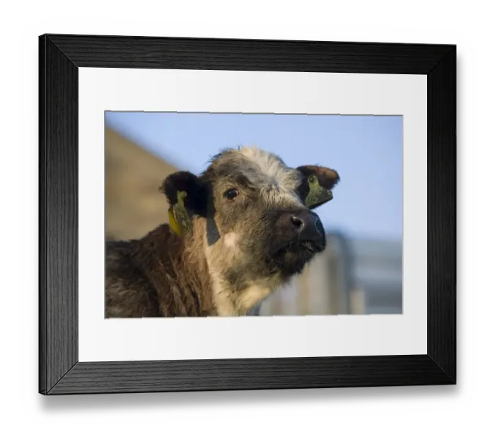 Framed Print : Domestic Cattle, crossbreed beef calf, close-up of head, with ear tags, England, february Framed Print : Domestic Cattle, crossbreed beef calf, close-up of head, with ear tags, England, february