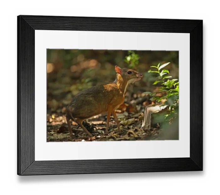 Framed Print : Lesser Mouse-deer (Tragulus kanchil) adult, standing on forest floor, Kaeng Krachan N. P. Thailand, november Framed Print : Lesser Mouse-deer (Tragulus kanchil) adult, standing on forest floor, Kaeng Krachan N. P. Thailand, november