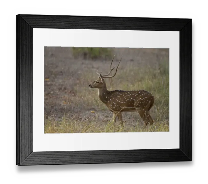 Framed Print : Spotted Deer (Axis axis) adult male, standing in grass, Kanha N. P. Madhya Pradesh, India Framed Print : Spotted Deer (Axis axis) adult male, standing in grass, Kanha N. P. Madhya Pradesh, India