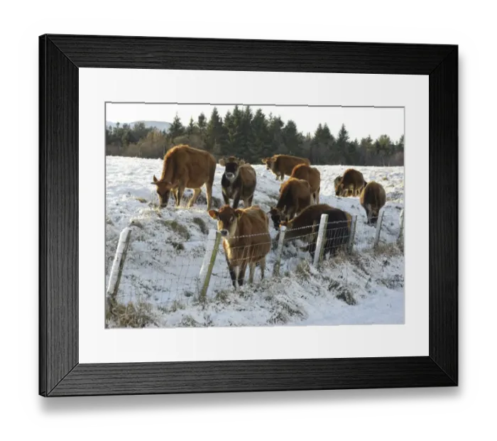 Framed Print : Domestic Cattle, Jersey heifers, herd standing beside wire fence at edge of snow covered pasture, Whitewell, Lancashire, England, november Framed Print : Domestic Cattle, Jersey heifers, herd standing beside wire fence at edge of snow covered pasture, Whitewell, Lancashire, England, november