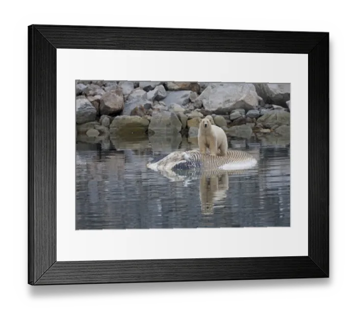 Framed Print : Polar Bear (Ursus maritimus) adult, feeding, scavenging on dead Fin Whale (Balaenoptera physalus) carcase floating in sea, Spitsbergen, Svalbard Framed Print : Polar Bear (Ursus maritimus) adult, feeding, scavenging on dead Fin Whale (Balaenoptera physalus) carcase floating in sea, Spitsbergen, Svalbard
