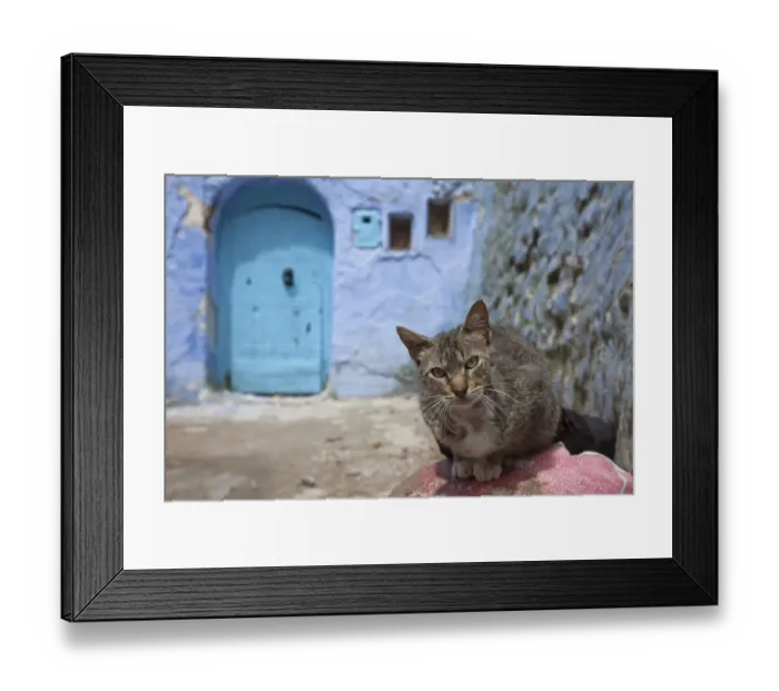 Framed Print : Domestic Cat, adult, sitting near blue door in alley of city, Chefchaouen, Morocco, april Framed Print : Domestic Cat, adult, sitting near blue door in alley of city, Chefchaouen, Morocco, april