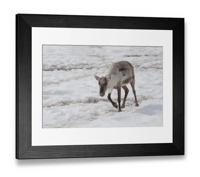 Framed Print : Woodland Caribou (Rangifer tarandus caribou) adult, walking in melting snow, Yukon Wildlife Preserve, Yukon, Canada, april Framed Print : Woodland Caribou (Rangifer tarandus caribou) adult, walking in melting snow, Yukon Wildlife Preserve, Yukon, Canada, april