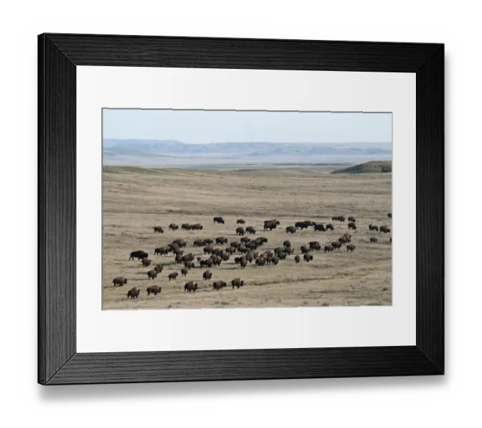 Framed Print : Plains Bison (Bison bison bison) adult males, females and calves, herd walking in shortgrass prairie habitat, West Bloc, Grasslands N. P. Southern Saskatchewan, Canada, october Framed Print : Plains Bison (Bison bison bison) adult males, females and calves, herd walking in shortgrass prairie habitat, West Bloc, Grasslands N. P. Southern Saskatchewan, Canada, october