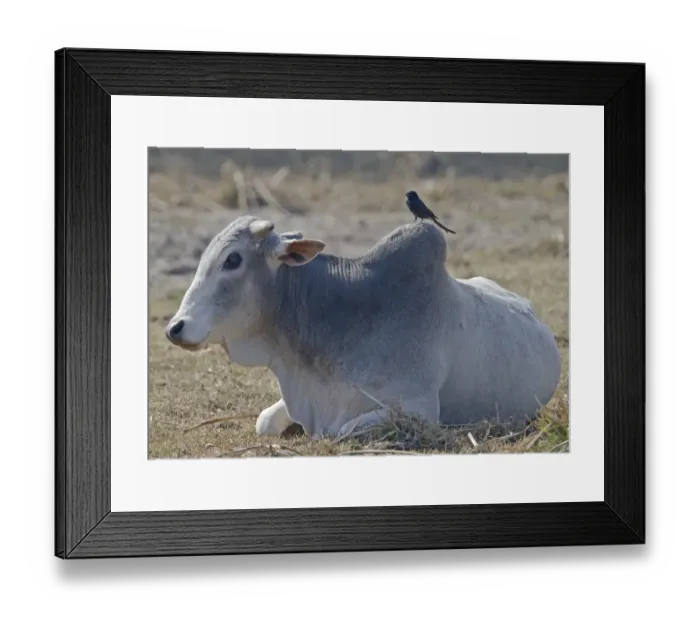 Framed Print : Domestic Cattle, Zebu (Bos indicus) adult, resting, with Black Drongo (Dicrurus macrocercus) adult, perched on back, Northern India, january Framed Print : Domestic Cattle, Zebu (Bos indicus) adult, resting, with Black Drongo (Dicrurus macrocercus) adult, perched on back, Northern India, january