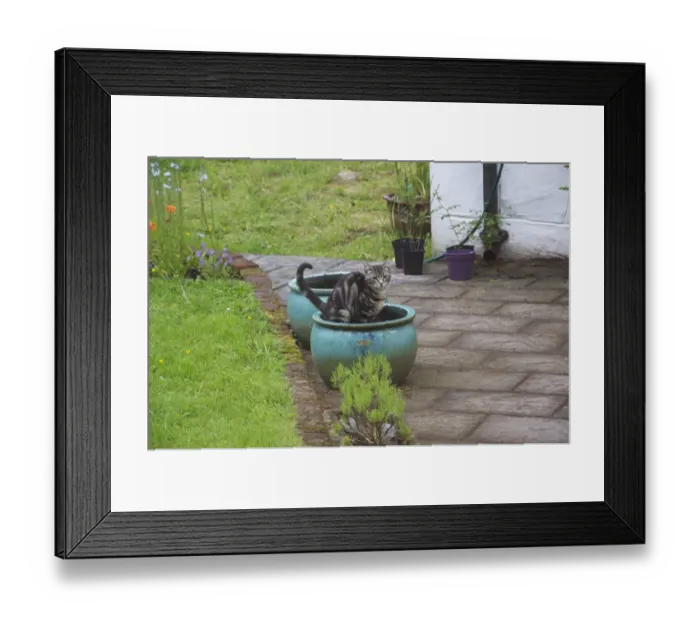 Framed Print : Domestic Cat, young male tabby, using flower container as toilet, Scotland, july Framed Print : Domestic Cat, young male tabby, using flower container as toilet, Scotland, july