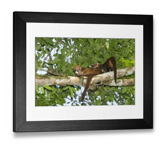 Framed Print : White-nosed Coati (Nasua nasua narica) adults, resting on branch in lowland tropical forest, Tikal N. P. Peten, Guatemala Framed Print : White-nosed Coati (Nasua nasua narica) adults, resting on branch in lowland tropical forest, Tikal N. P. Peten, Guatemala