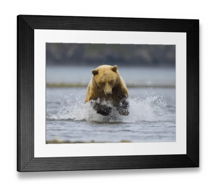 Framed Print : Grizzly Bear (Ursus arctos horribilis) adult, running in water, fishing for salmon along coastal creek, Katmai N. P. Alaska, U. S. A. august