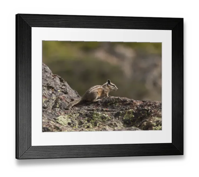 Framed Print : Yellow-pine Chipmunk (Tamias amoenus) adult, standing on rock, Castle Lake, Klamath Mountains, Northern California, U. S. A. july Framed Print : Yellow-pine Chipmunk (Tamias amoenus) adult, standing on rock, Castle Lake, Klamath Mountains, Northern California, U. S. A. july