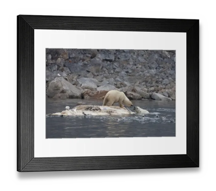 Framed Print : Polar Bear (Ursus maritimus) two adults, fighting, scavenging on dead Fin Whale (Balaenoptera physalus) carcase floating in sea, Spitsbergen, Svalbard, september Framed Print : Polar Bear (Ursus maritimus) two adults, fighting, scavenging on dead Fin Whale (Balaenoptera physalus) carcase floating in sea, Spitsbergen, Svalbard, september