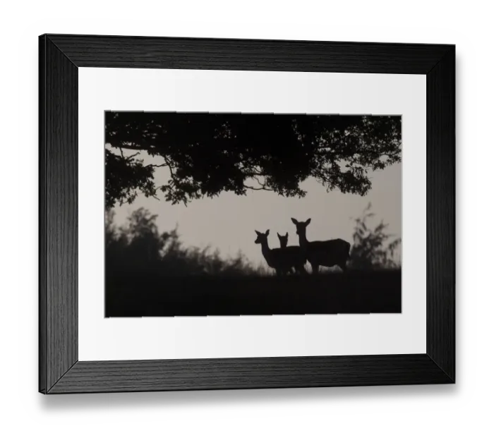 Framed Print : Fallow Deer (Dama dama) doe with young, silhouetted at dusk, Kent, England, september Framed Print : Fallow Deer (Dama dama) doe with young, silhouetted at dusk, Kent, England, september