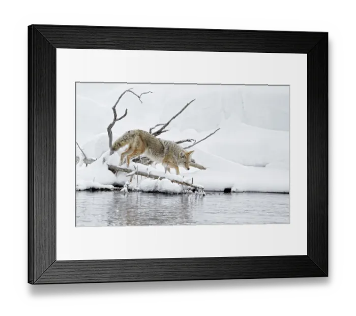 Framed Print : Coyote (Canis latrans) adult, walking in snow beside river, Yellowstone N. P. Wyoming, U. S. A. february Framed Print : Coyote (Canis latrans) adult, walking in snow beside river, Yellowstone N. P. Wyoming, U. S. A. february