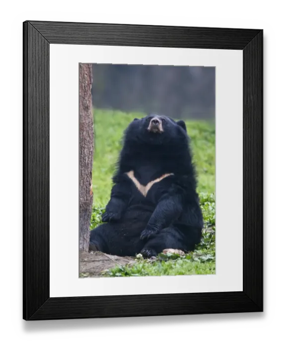 Framed Print : Asiatic Black Bear (Ursus thibetanus) adult, sitting, Animals Asia Rescue Centre, Chengdu, Sichuan, China, april Framed Print : Asiatic Black Bear (Ursus thibetanus) adult, sitting, Animals Asia Rescue Centre, Chengdu, Sichuan, China, april