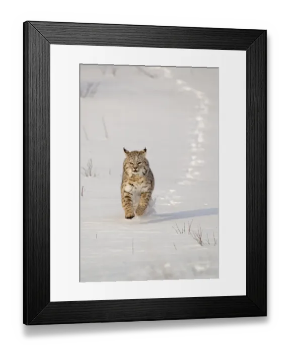 Framed Print : Bobcat (Lynx rufus) adult, running in snow, Montana, U. S. A. january (captive) Framed Print : Bobcat (Lynx rufus) adult, running in snow, Montana, U. S. A. january (captive)