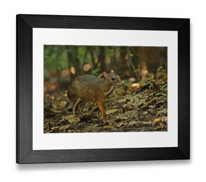 Framed Print : Lesser Mouse-deer (Tragulus kanchil) adult, with insect around head, standing on forest floor, Kaeng Krachan N. P. Thailand, november Framed Print : Lesser Mouse-deer (Tragulus kanchil) adult, with insect around head, standing on forest floor, Kaeng Krachan N. P. Thailand, november