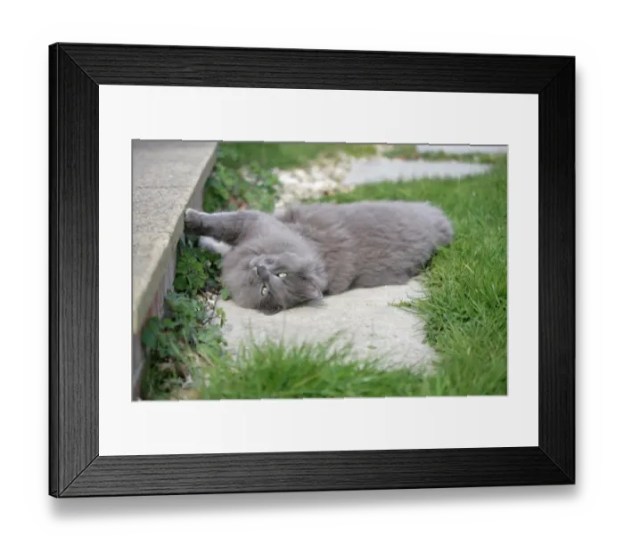Framed Print : Domestic Cat, grey adult, rolling on back in garden, England, march Framed Print : Domestic Cat, grey adult, rolling on back in garden, England, march