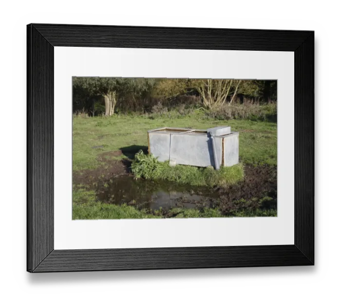 Framed Print : Domestic Cattle, water trough with poached mud, on unimproved wet grazing meadow, River Dove, Thornham Magna, Suffolk, England, october Framed Print : Domestic Cattle, water trough with poached mud, on unimproved wet grazing meadow, River Dove, Thornham Magna, Suffolk, England, october