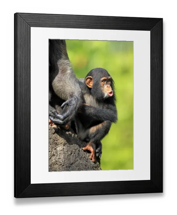 Framed Print : Chimpanzee (Pan troglodytes) young, hooting, sitting beside mother (captive) Framed Print : Chimpanzee (Pan troglodytes) young, hooting, sitting beside mother (captive)