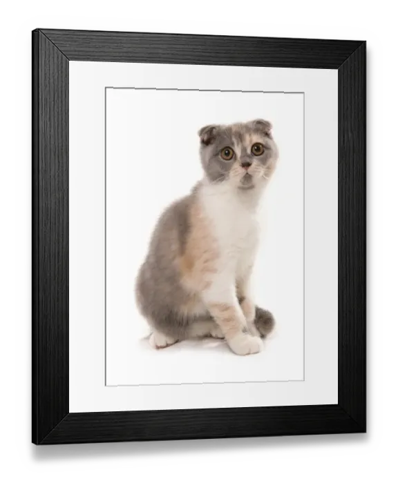 Framed Print : Domestic Cat, Scottish Fold, blue and white tortie, adult, sitting Framed Print : Domestic Cat, Scottish Fold, blue and white tortie, adult, sitting