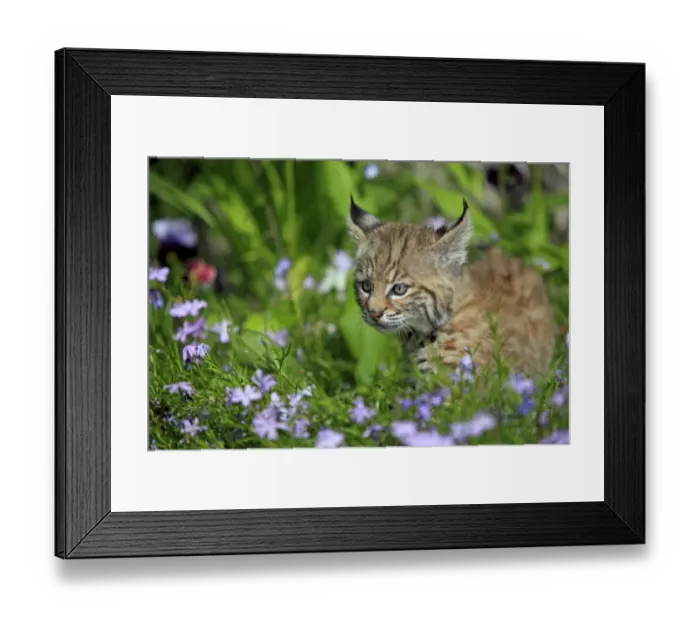 Framed Print : Bobcat (Lynx rufus) eight-weeks old cub, standing amongst wildflowers in meadow, Montana, U. S. A. june (captive) Framed Print : Bobcat (Lynx rufus) eight-weeks old cub, standing amongst wildflowers in meadow, Montana, U. S. A. june (captive)