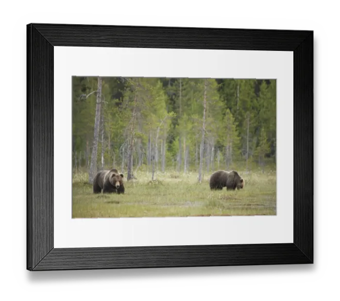 Framed Print : European Brown Bear (Ursus arctos arctos) adult pair, standing at edge of bog in boreal forest habitat, Finland Framed Print : European Brown Bear (Ursus arctos arctos) adult pair, standing at edge of bog in boreal forest habitat, Finland
