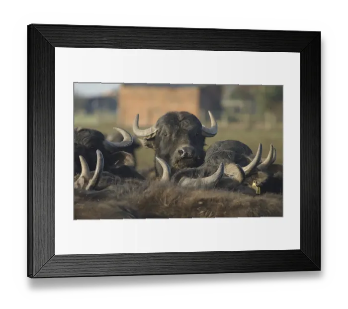 Framed Print : Domestic Water Buffalo (Bubalis bubalis) cows, herd in pasture, North Yorkshire, England Framed Print : Domestic Water Buffalo (Bubalis bubalis) cows, herd in pasture, North Yorkshire, England