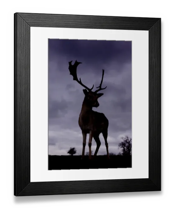 Framed Print : Fallow Deer (Dama dama) buck, silhouetted at dusk, Knole Park, Kent, England, february Framed Print : Fallow Deer (Dama dama) buck, silhouetted at dusk, Knole Park, Kent, England, february