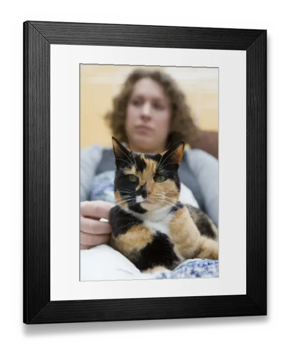 Framed Print : Domestic Cat, tortoiseshell adult female, sitting on lap of owner, England, february Framed Print : Domestic Cat, tortoiseshell adult female, sitting on lap of owner, England, february