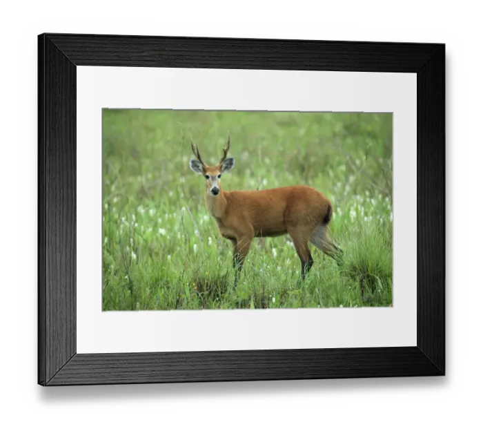 Framed Print : Marsh Deer (Blastocerus dichotomus) adult male, standing in wetland, Pantanal, Mato Grosso, Brazil
