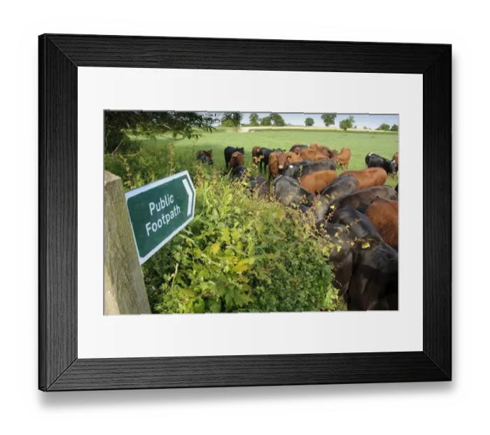 Framed Print : Domestic Cattle, beef herd, gathered at field edge beside Public Footpath sign, Rosamond and Perkin's Village, Devon, England, may Framed Print : Domestic Cattle, beef herd, gathered at field edge beside Public Footpath sign, Rosamond and Perkin's Village, Devon, England, may