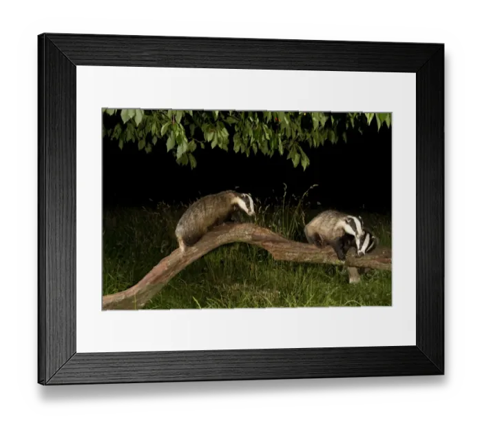 Framed Print : Eurasian Badger (Meles meles) three adults, playing on fallen branch under Cherry (Prunus sp. ) tree at night, England, july