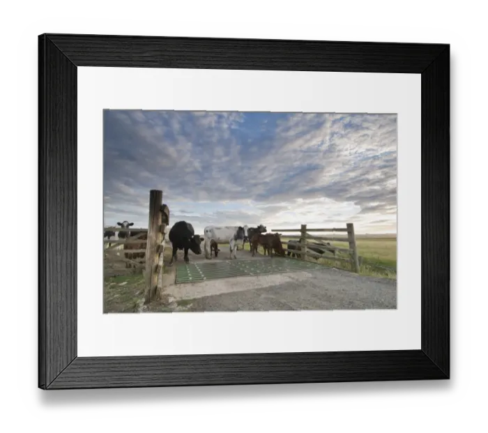 Framed Print : Domestic Cattle, cows with calves, herd standing beside cattle grid on grazing marsh at sunrise, Elmley Marshes N. N. R. North Kent Marshes, Isle of Sheppey, Kent, England, july Framed Print : Domestic Cattle, cows with calves, herd standing beside cattle grid on grazing marsh at sunrise, Elmley Marshes N. N. R. North Kent Marshes, Isle of Sheppey, Kent, England, july