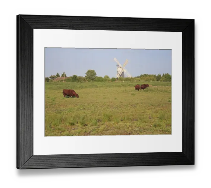 Framed Print : Domestic Cattle, Red Poll cows, grazing in fen meadow habitat, with windmill in distance, Little Ouse Headwaters Project, Parkers Piece, Thelnetham, Little Ouse Valley, Suffolk, England, june Framed Print : Domestic Cattle, Red Poll cows, grazing in fen meadow habitat, with windmill in distance, Little Ouse Headwaters Project, Parkers Piece, Thelnetham, Little Ouse Valley, Suffolk, England, june