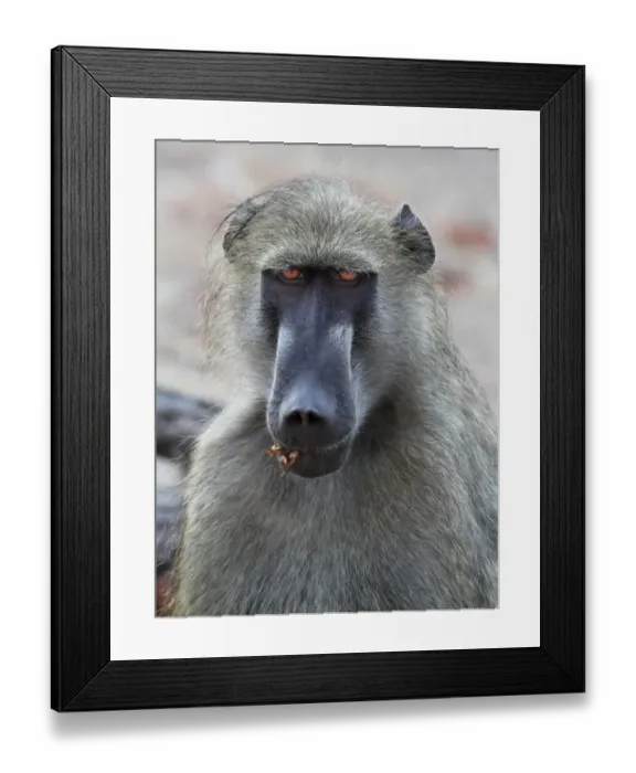 Framed Print : Chacma Baboon (Papio ursinus) adult male, close-up of head, Chobe N. P. Botswana Framed Print : Chacma Baboon (Papio ursinus) adult male, close-up of head, Chobe N. P. Botswana