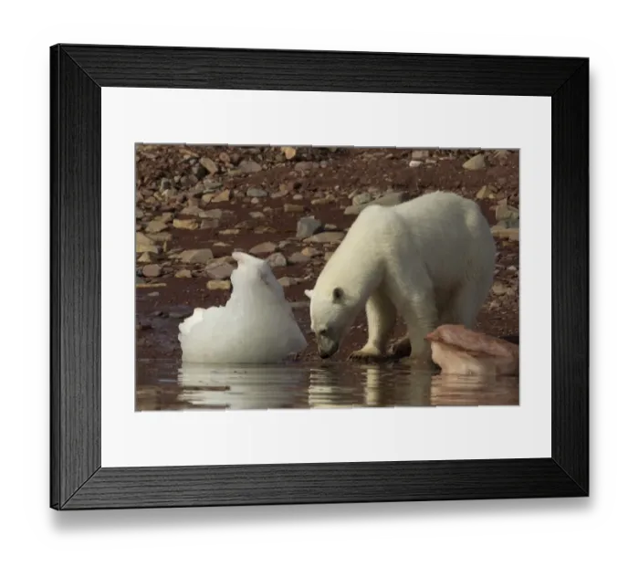 Framed Print : Polar Bear (Ursus maritimus) adult female, standing at edge of water with melting ice, Svalbard, july Framed Print : Polar Bear (Ursus maritimus) adult female, standing at edge of water with melting ice, Svalbard, july