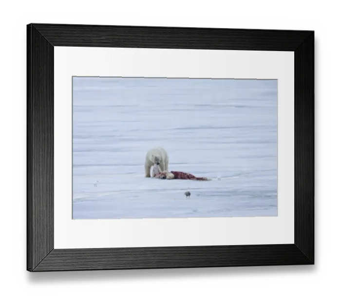 Framed Print : Polar Bear (Ursus maritimus) adult, feeding, cannibalism of young, on pack ice, Spitsbergen, Svalbard, september Framed Print : Polar Bear (Ursus maritimus) adult, feeding, cannibalism of young, on pack ice, Spitsbergen, Svalbard, september