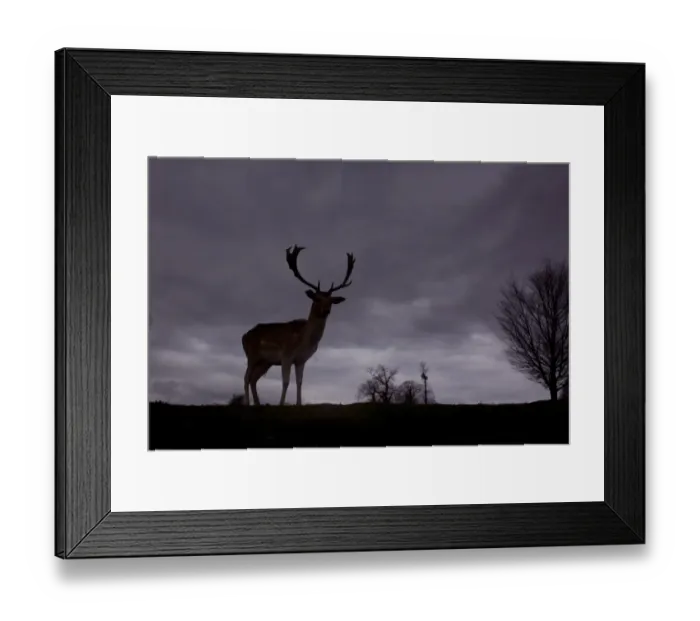 Framed Print : Fallow Deer (Dama dama) buck, silhouetted at dusk, Knole Park, Kent, England, february Framed Print : Fallow Deer (Dama dama) buck, silhouetted at dusk, Knole Park, Kent, England, february