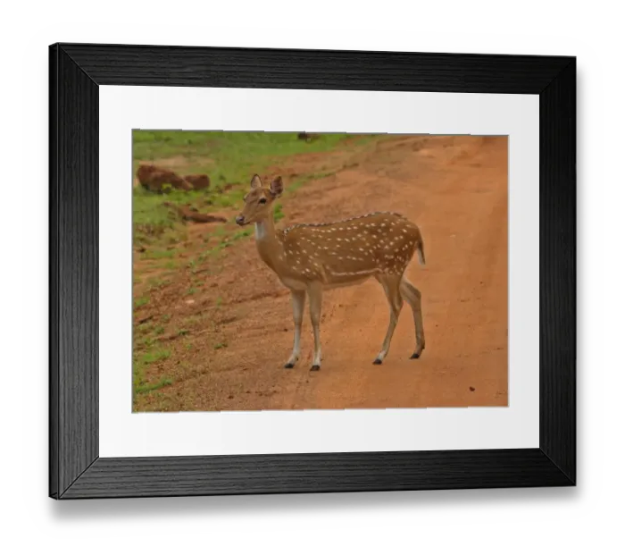 Framed Print : Spotted Deer (Axis axis) adult female, standing on track, Yala N. P. Sri Lanka, december Framed Print : Spotted Deer (Axis axis) adult female, standing on track, Yala N. P. Sri Lanka, december